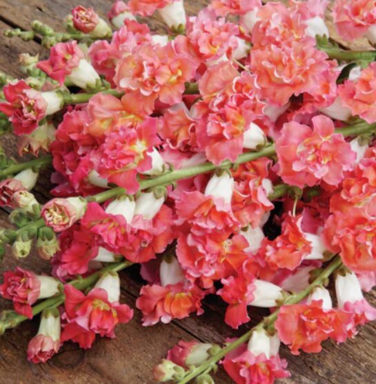 Lauvmutīte “Madame Butterfly Bronze with White”